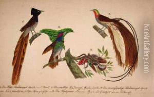 Selection Of Exotic And Domestic Birds And Flora Oil Painting - Franz Anton von Scheidel