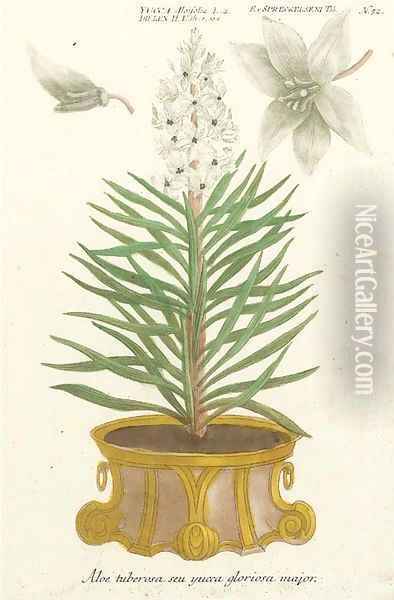 Botanical studies of Aloe and Agave Oil Painting - Johann Wilhelm Weinmann