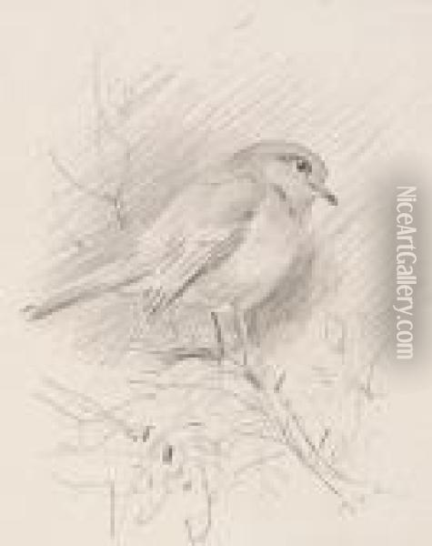 Studies Of Finches, A Set Of Three Pencil Sketches Framed As One Oil Painting - Archibald Thorburn