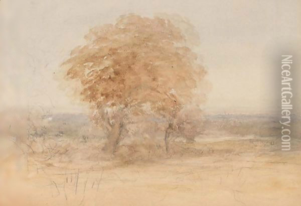 Tree In Landscape Oil Painting - David Cox