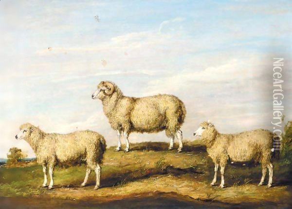 A Dartmoor Ram, Ewe And Wether Oil Painting - James Ward