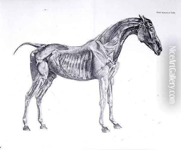 Third Anatomical Table, from The Anatomy of the Horse Oil Painting - George Stubbs