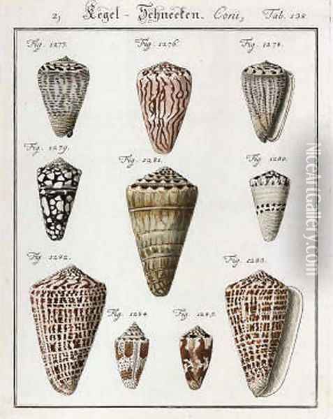Studies of Shells Oil Painting - Friedrich Heinrich Wilhelm Martini