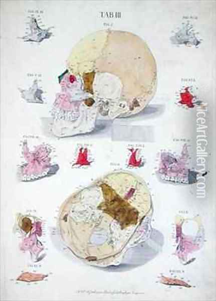 Bones of the skull Oil Painting - Eisenberger, Nikolaus Friedrich