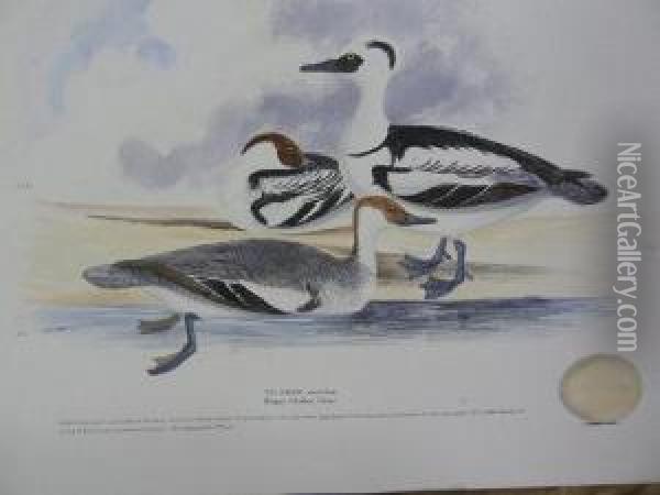 Birds Oil Painting - H.L. Meyer