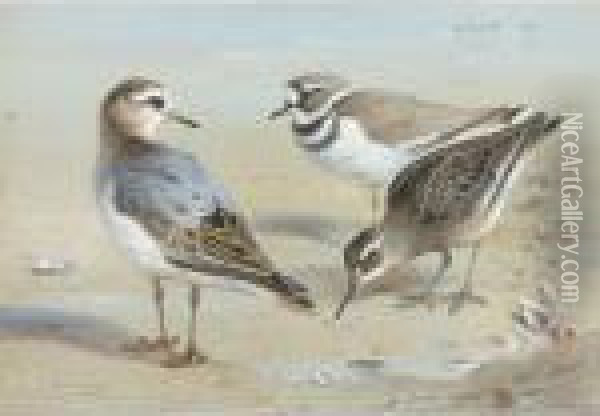A Knot, A Sandpiper And A Little Ringed Plover Oil Painting - Archibald Thorburn