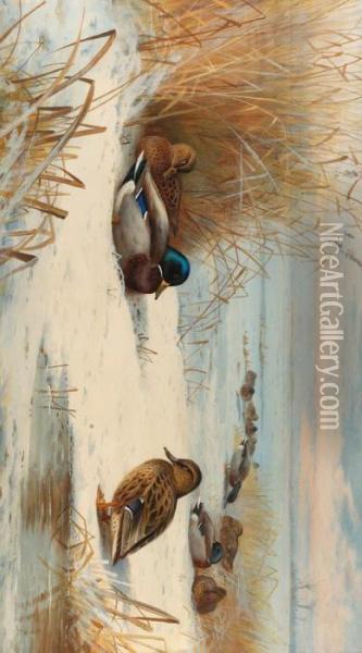Mallard In A Winter Landscape Oil Painting - Archibald Thorburn