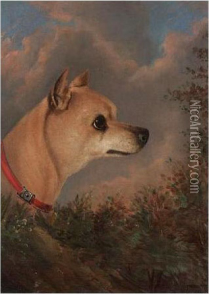 Head Of A Chihuahua Oil Painting - John Charles Maggs