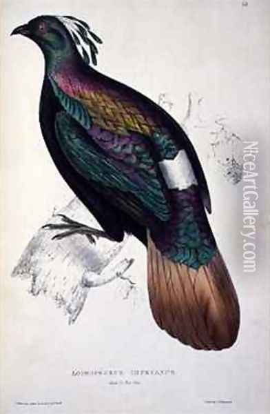 Himalayan Monal Pheasant Oil Painting - Elizabeth Gould