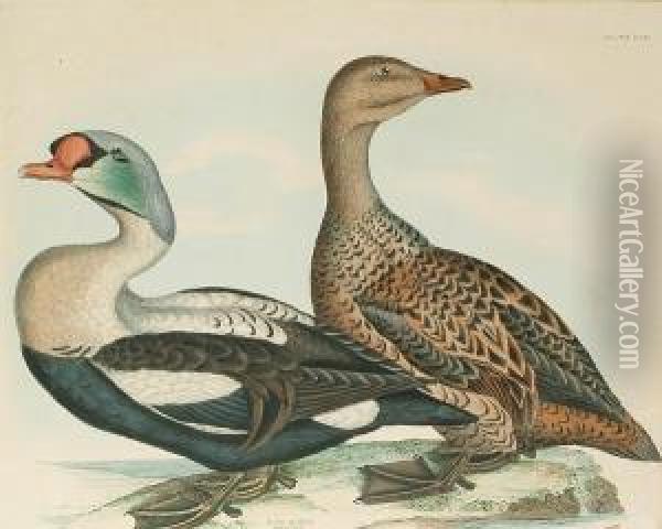 'king Eider, Male And Female', 'long Tailed Duck', 'velvet Scoter, Male And Female' Oil Painting - Prideaux John Selby