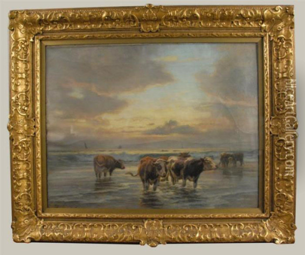 Cows Wading In The Sea At Sunset Oil Painting - William Henry Howe