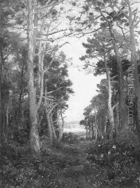 A Sunlit Woodland Oil Painting - Max Ludby