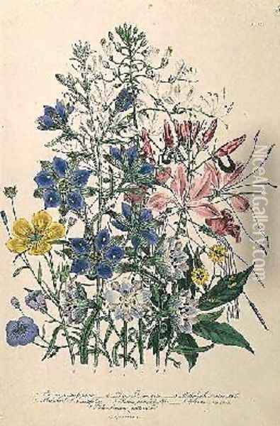 Cornflower plate 15 from The Ladies Flower Garden Oil Painting - Jane Loudon