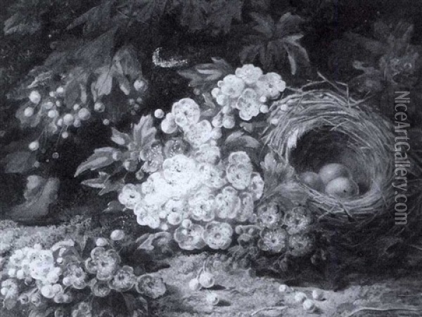 Still Life Of Blossom And A Bird's Nest Oil Painting - Oliver Clare