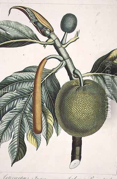 Artocarpus incisa Breadfruit tree engraved by Dien, illustration from the Plate Collection of the Botany Library Oil Painting - Pierre Jean Francois Turpin