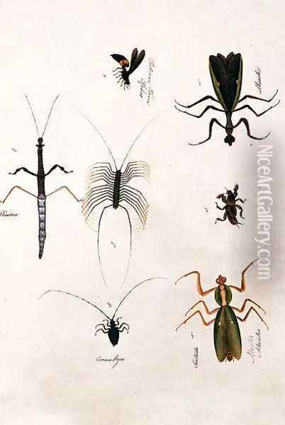 Phasma, Cerambyx, Sintado Mantis, Tabooan Tana Sphex, from 'Drawings of Animals, Insects and Reptiles from Malacca', c.1805-18 Oil Painting - Anonymous Artist