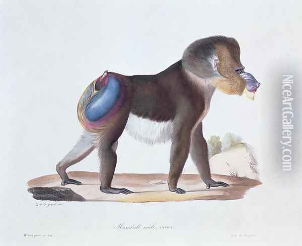 Old Male Mandrill, engraved by Werner and Langlume, plate 256 (61) from Vol 3 of 'Natural History of Mammals by Georges Cuvier and E. Geoffroy Saint-Hilaire Oil Painting - Werner