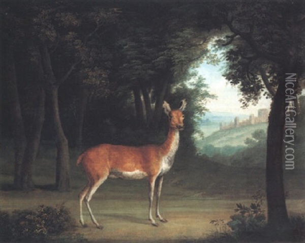 A Red Deer In A Wood Oil Painting - Jacques-Laurent Agasse