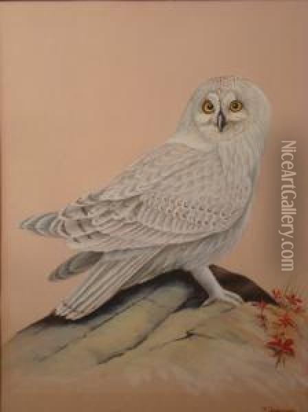A Study Of A Snowy Owl Oil Painting - William J. Quinlan