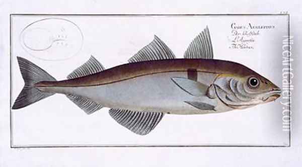 Haddock Gadus Aeglefinus Oil Painting - Andreas-Ludwig Kruger