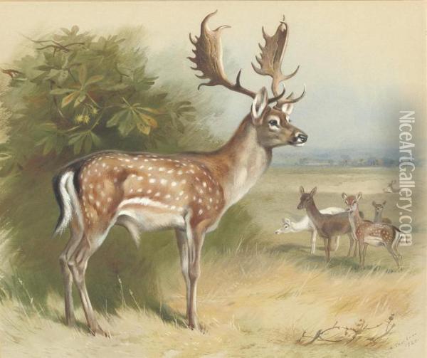 Fallow Deer Oil Painting - Archibald Thorburn