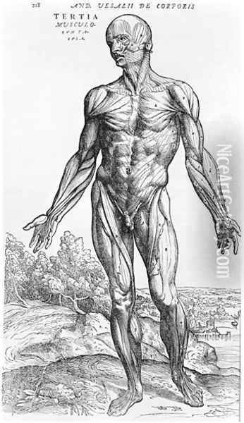 Anatomical Study, illustration from De Humani Corporis Fabrica by Andreas Vesalius 1514-64 Basel, 1543 3 Oil Painting - Andreas Vesalius