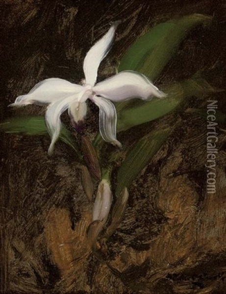 White Lily Oil Painting - Stuart James Park