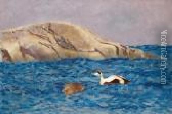 Eiders By An Islet Oil Painting - Bruno Andreas Liljefors