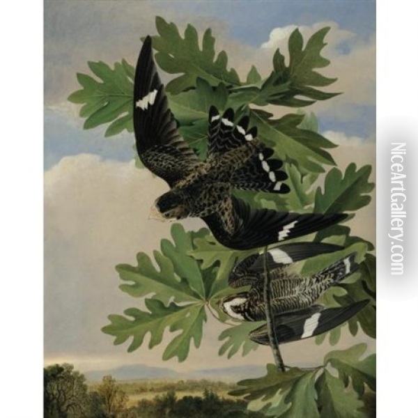 Common Night Hawk And The White Oak Oil Painting - Joseph Bartholemew Kidd