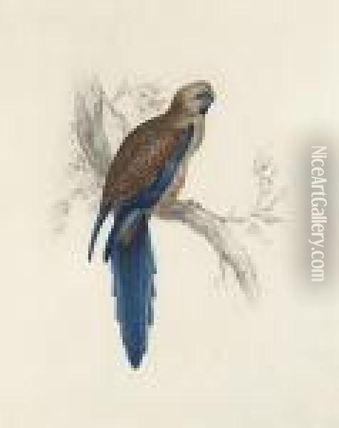 A Pennantian Broad-tail Parrot Oil Painting - Edward Lear