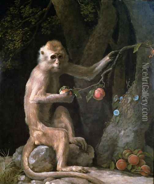 Portrait of a Monkey dated 1774 Oil Painting - George Stubbs