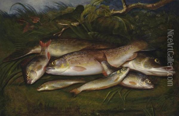 Trout, Pike, Roach, Dace And Gudgeon On A Riverbank Oil Painting - Henry Leonidas Rolfe