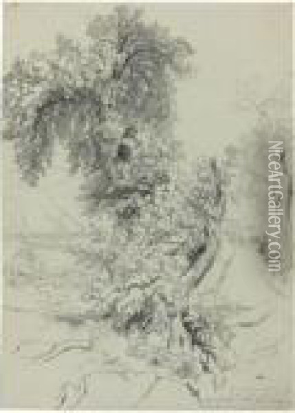 Study Of Trees Near Sorrento Oil Painting - Edward Lear