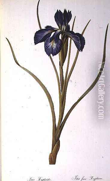 Iris Xyphioides, from Les Liliacees, 1808 Oil Painting - Pierre-Joseph Redoute