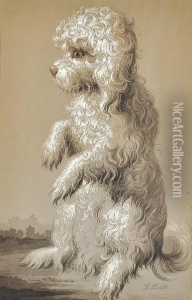 Study Of A Dog Oil Painting - Filippo Balbi