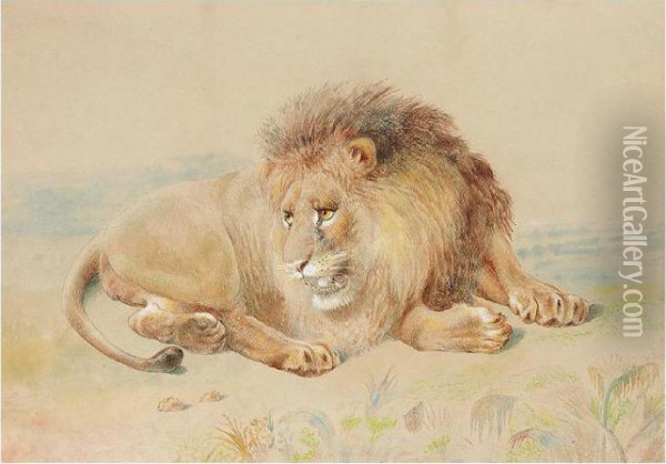 Lion Oil Painting - William Huggins
