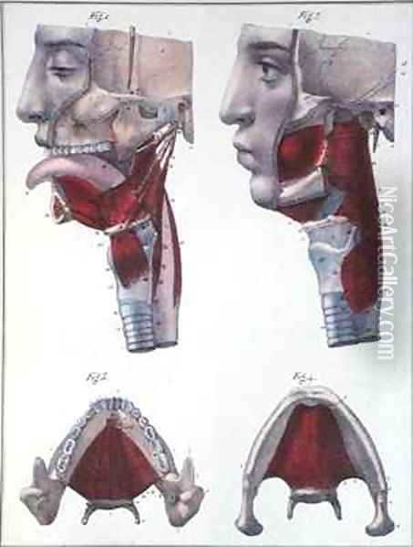 Anatomy of the throat and jaw from Manuel dAnatomie descriptive du Corps Humain 2 Oil Painting - Feillet
