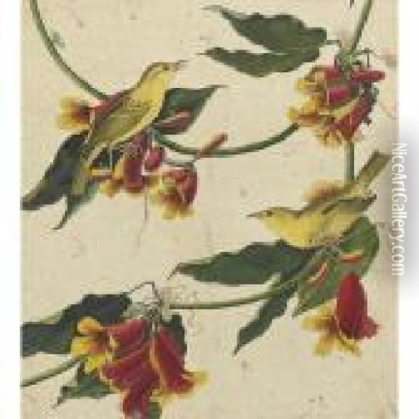 Rathbone Warbler Oil Painting - John James Audubon
