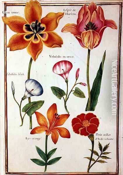 Two Tulips, Convolvulus, Lilium Bulbiferum and French Marigold Oil Painting - Nicolas Robert