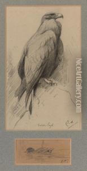 Study Of A Golden Eagle And A Mallard Oil Painting - Edwin John Alexander