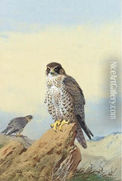 Gyr Falcon Oil Painting - Archibald Thorburn