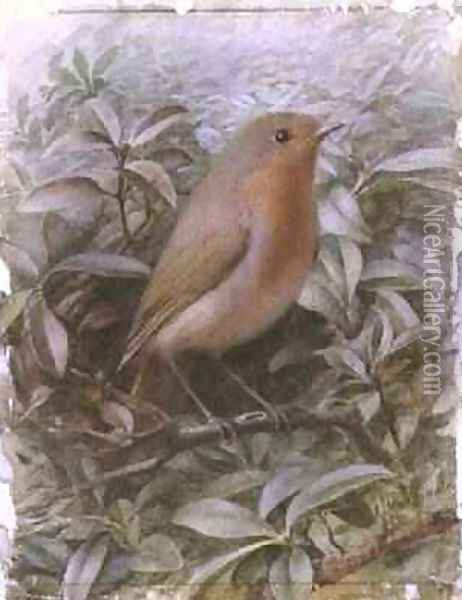 Robin on a Twig Oil Painting - Alexander Macdonald