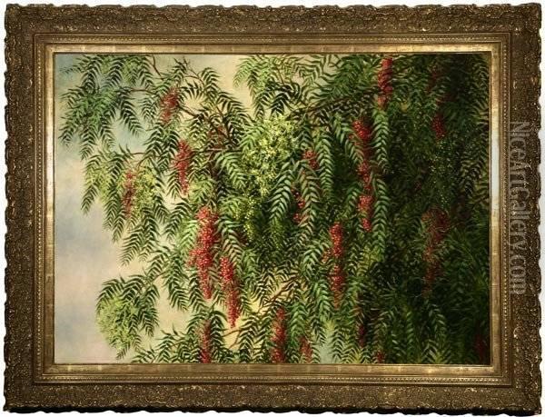 A Blossoming Pepper Tree Oil Painting - Ellen Frances Farr