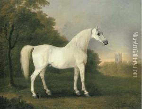 Mambrino, A Grey Stallion In A Wooded Landscape Oil Painting - John Boultbee