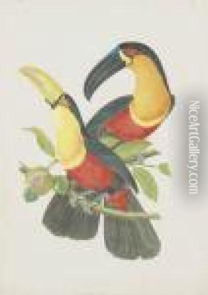 Ornithologie Bresilienne Oil Painting - Jean Theodore Descourtilz