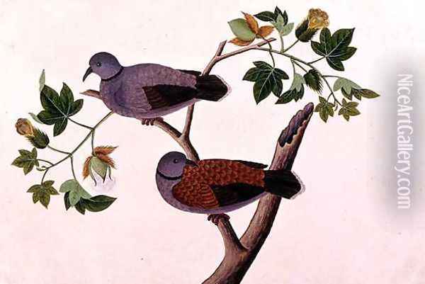 Birds in a tree, from 'Drawings of Birds from Malacca', c.1805-18 Oil Painting - Anonymous Artist