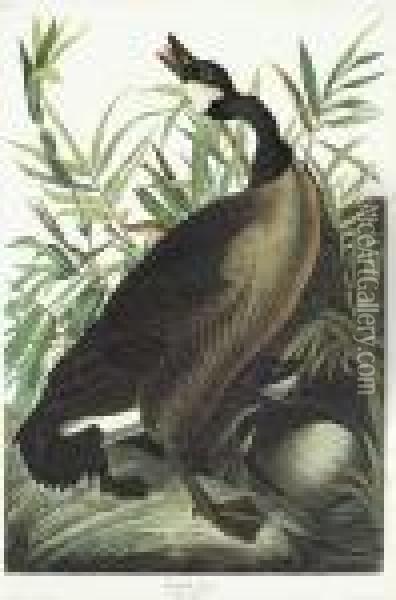 Canada Goose Oil Painting - John James Audubon