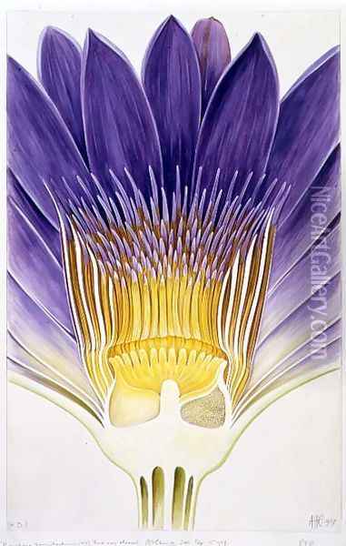 Drawing 8-7 Nymphaea capensis var. zanzibariensis (Cape Blue Water-Lily) 1907 Oil Painting - Arthur Henry Church