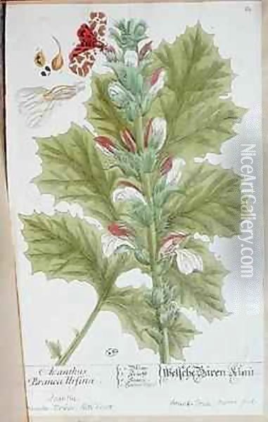 Acanthus Branca Ursina Oil Painting - Elizabeth Blackwell