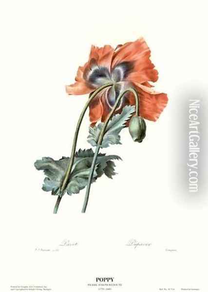 Poppy Oil Painting - Pierre-Joseph Redoute